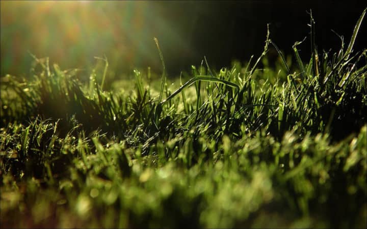 Tenafly DPW will begin collecting grass clippings April 15.