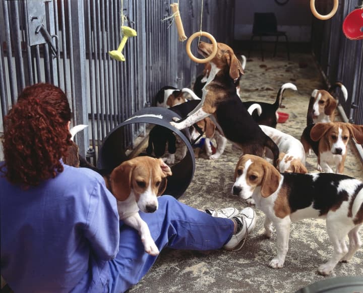 This group of beagles has been used for medical testing.