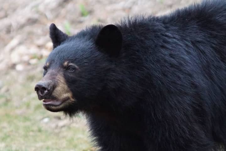 There has been a rise in black bear sightings in Connecticut.