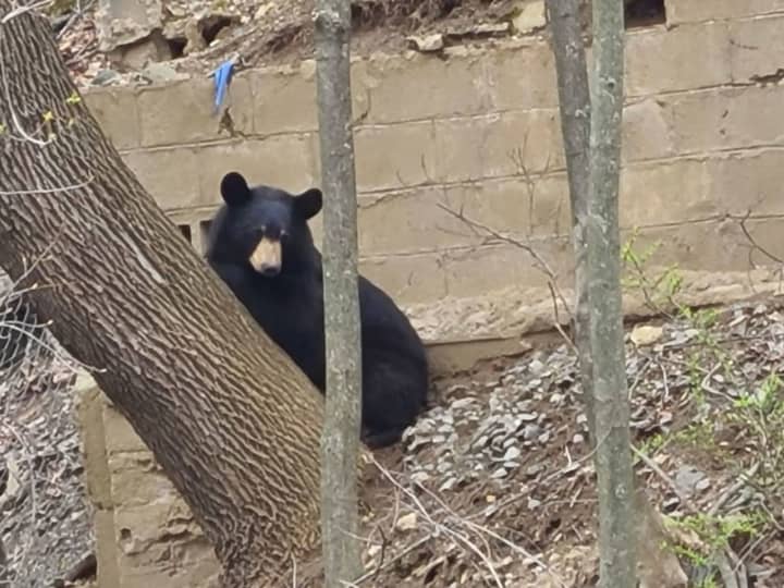 This bear, nicknamed Dan Berry, was spotted in downtown Danbury this morning.