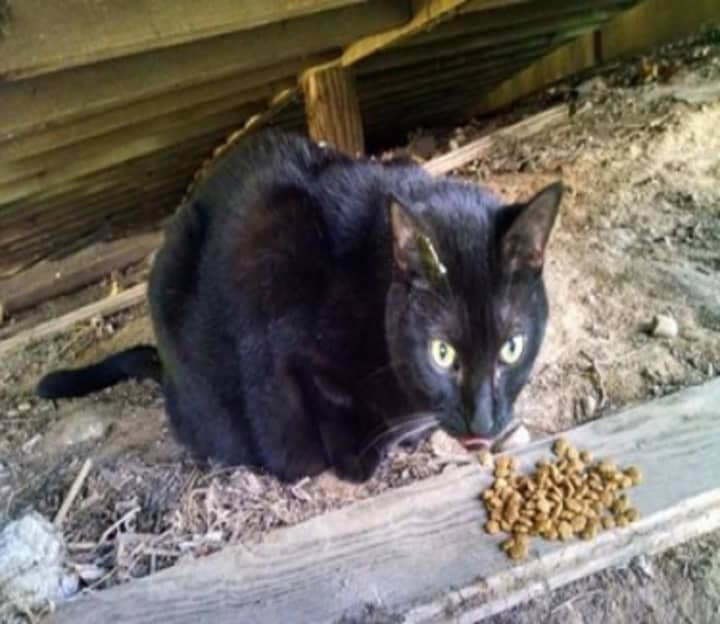 This cat was recently found near Cedar Street in Dobbs Ferry.