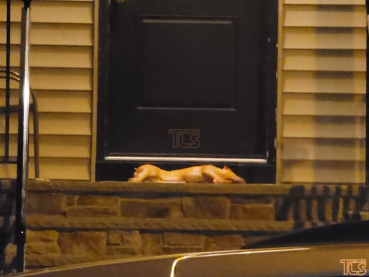 A pig carcass was left on the doorstep of a local Lakewood rabbi over the weekend.