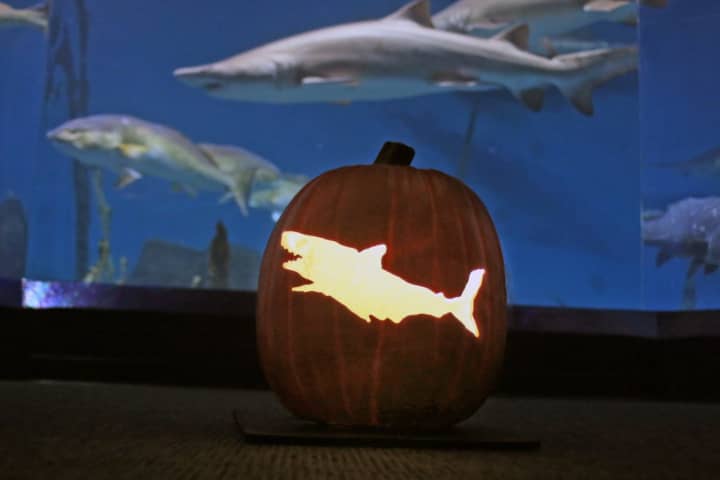 Carved pumpkins will help to transform The Maritime Aquarium at Norwalk into the AquaScarium Oct. 21-22 &amp; 28-29.