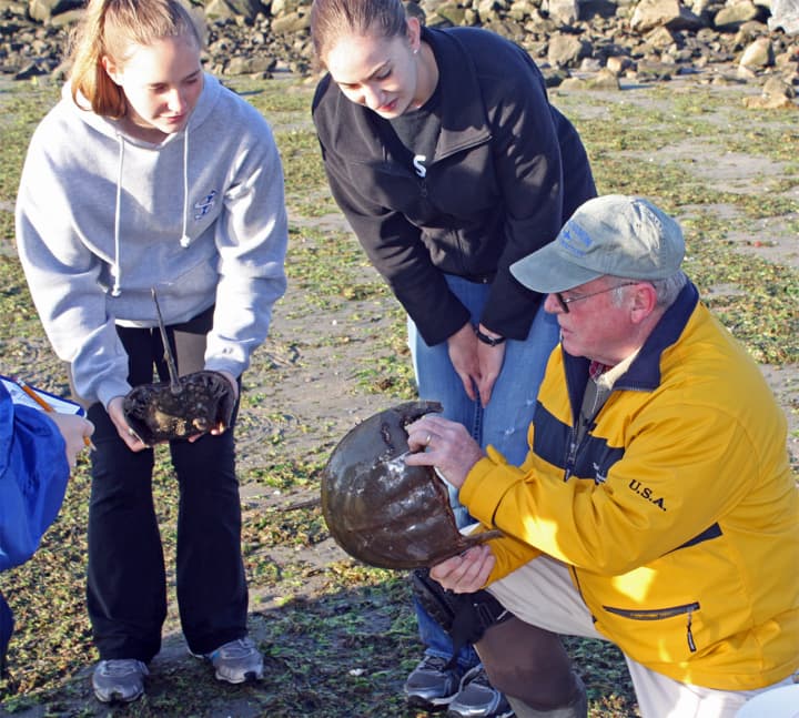 Maritime Aquarium educator Joe Schnierlein demonstrates how to harmlessly attach a census tag to a horseshoe crab at Calf Pasture Beach.