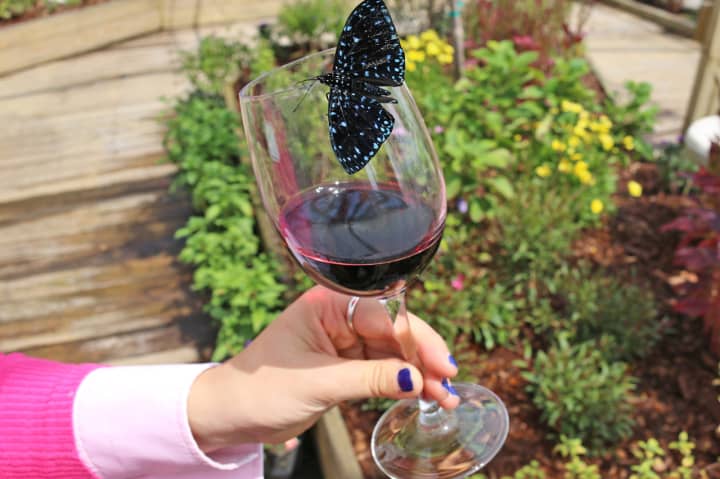 Raise a glass – and meet some exotic tropical butterflies – during the Flutter &amp; Flights wine-tasting fundraiser on Wednesday at The Maritime Aquarium at Norwalk.