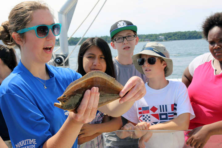Devon Forest, an educator for The Maritime Aquarium at Norwalk, holds a summer flounder during one of the Aquarium’s recent Marine Life Study Cruises.