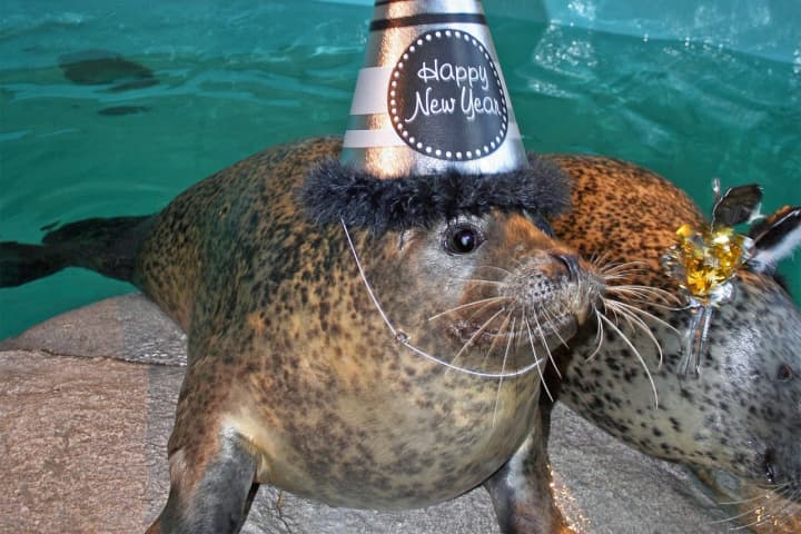 The harbor seals will be in the middle of the fun during “Maritime ExtraTime: New Year’s Eve,” offering bonus entertainers, experiences, treats and more on Dec 31.