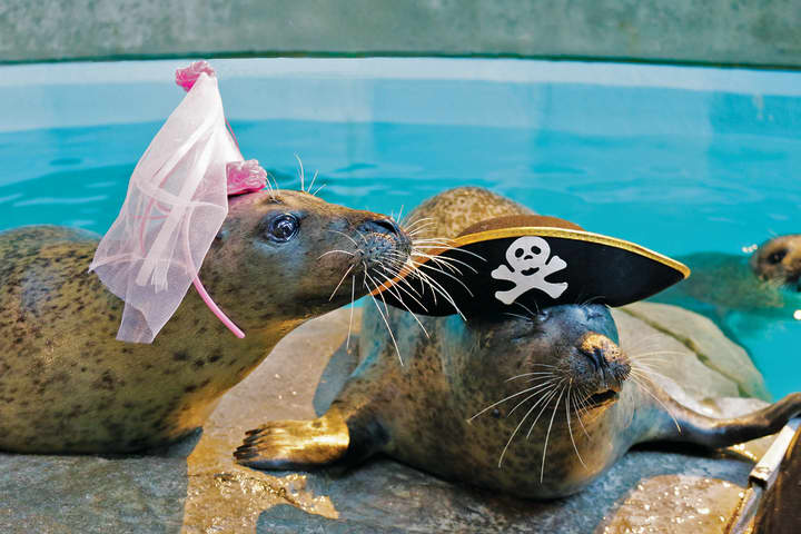 Orange (the harbor seal princess) and Rasal (the harbor seal pirate) are ready for “Pirates and Princesses Weekend” March 5-6 at The Maritime Aquarium.