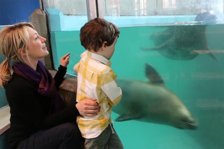 The Maritime Aquarium at Norwalk is hosting special classes for young children, throughout October. 