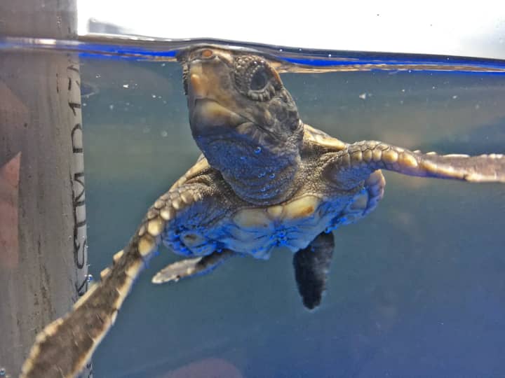 This hatchling loggerhead sea turtle will be on display in the new &quot;Sea Turtle Nursery&quot; at the Maritime Aquarium in Norwalk for the next year.