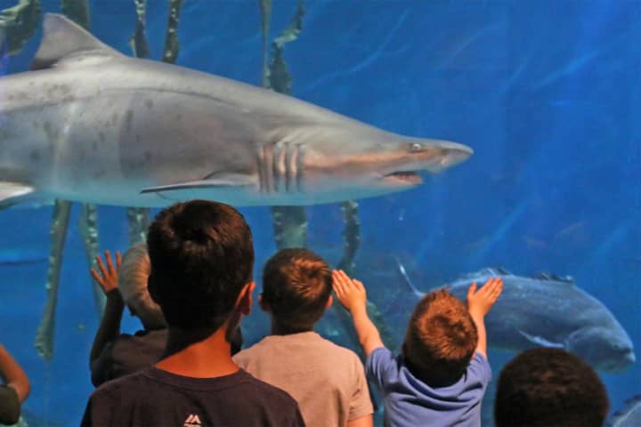Norwalk residents can get close to the sharks, seals, sea turtles and other marine creatures – and Santa Claus too – in The Maritime Aquarium at Norwalk for free on Saturday, Dec. 2 during the Aquarium’s next “Salute Norwalk Day.”