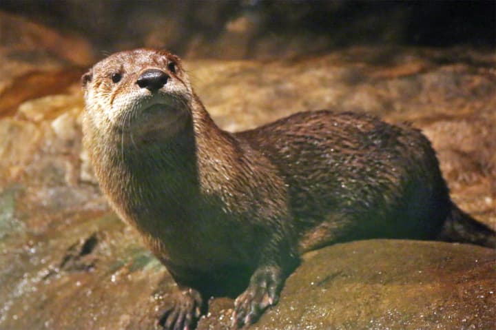 Learning about river otters – and making “enrichment toys” for them – are among the activities for kids during The Maritime Aquarium at Norwalk’s “Spring Vacation Adventures” programs.