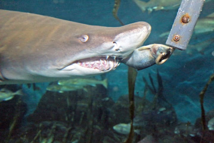 Watch from behind the scenes as the sand tiger sharks are fed during the “Feeding Time” program at The Maritime Aquarium at Norwalk on Wed., Dec. 28. It’s for ages 5 and up.