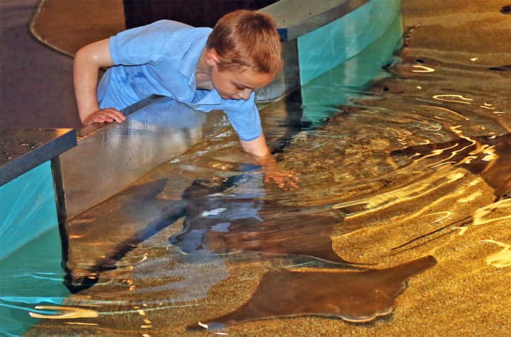 Memorable encounters at the “Shark and Ray Touch Pool” await Norwalk residents Nov. 7 and Dec. 5 during The Maritime Aquarium at Norwalk’s “Salute Norwalk Days.”