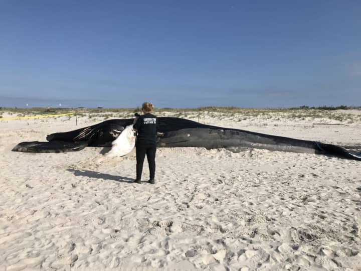 A humpback whale&#x27;s body was removed from the surf on Westhampton Beach.