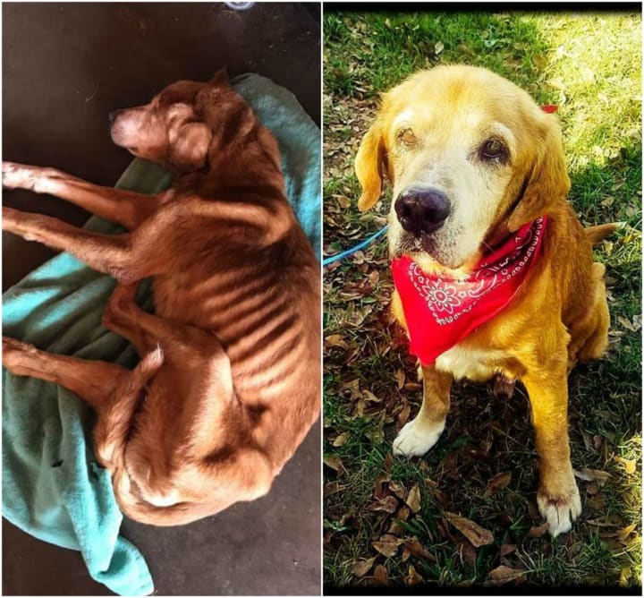 Simba, a 14-year-old lab mix, was rescued from a hoarding situation and then adopted out into a loving home once he was healthy.