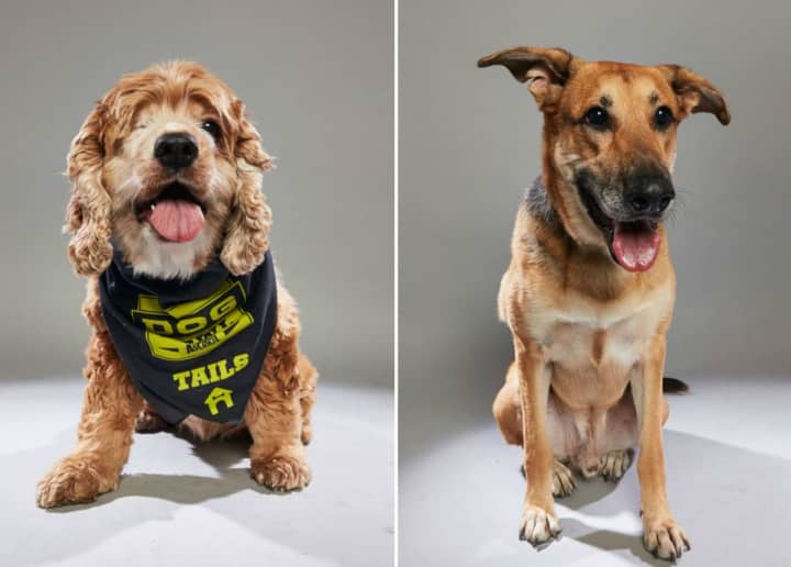 Lexi, left, and Kody, right, will appear on Animal Planet&#x27;s first-ever Dog Bowl.