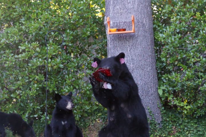 It's time to take down the bird feeders to prevent bears from feeding in your yard and endangering anyone present.&nbsp;