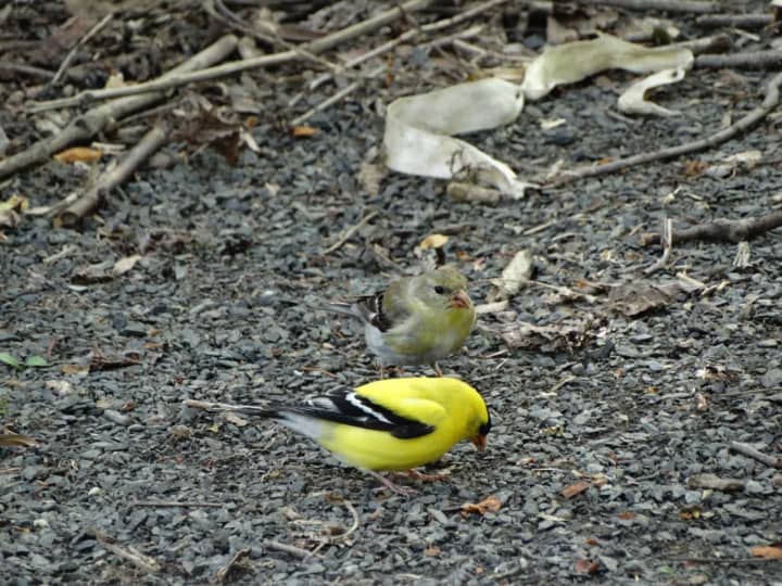 A male and female American Goldfinch, New Jersey&#x27;s state bird.