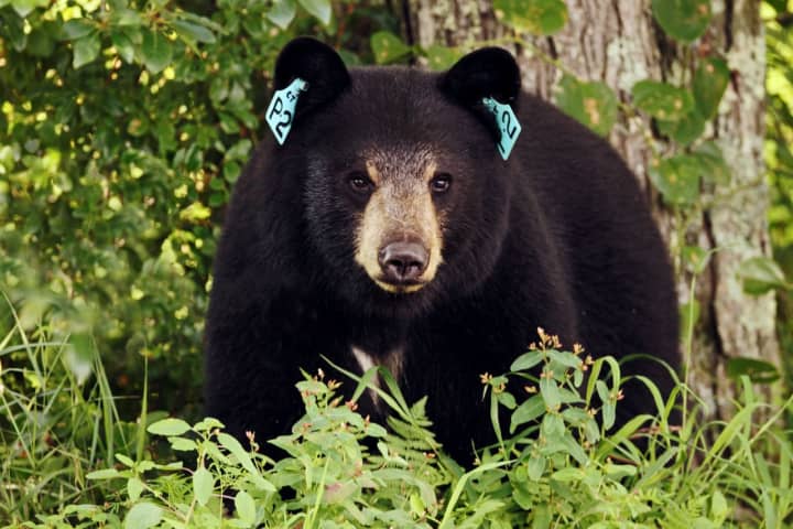 A bear with a tag in each ear. Bears are tagged by the state during the winter.