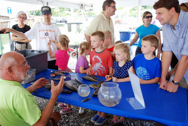 Both kids and adults can get an up-close look at local marine life at Hudson River Day.