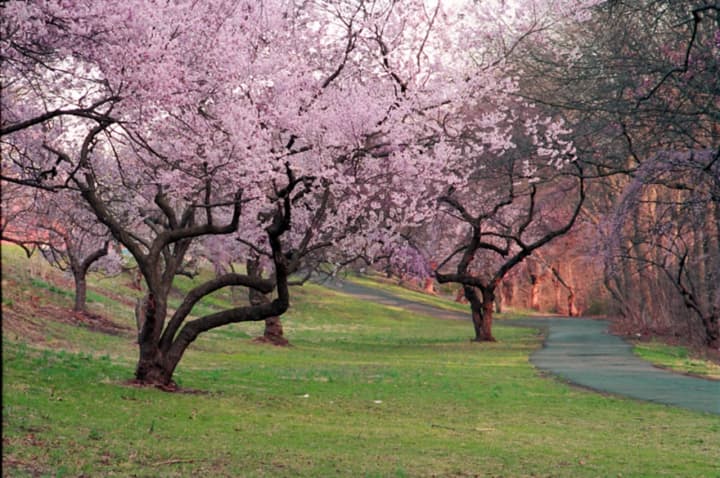 Thousands of cherry blossoms will bloom this month at Branch Brook Park in Newark.