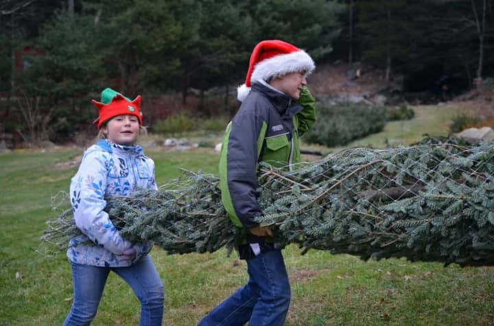 The weather will be unseasonably warm to head out this weekend and cut your own Christmas tree in Connecticut.