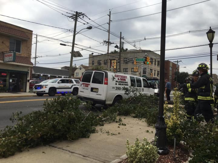 A tree fell on a local plumbing truck late Thursday afternoon.