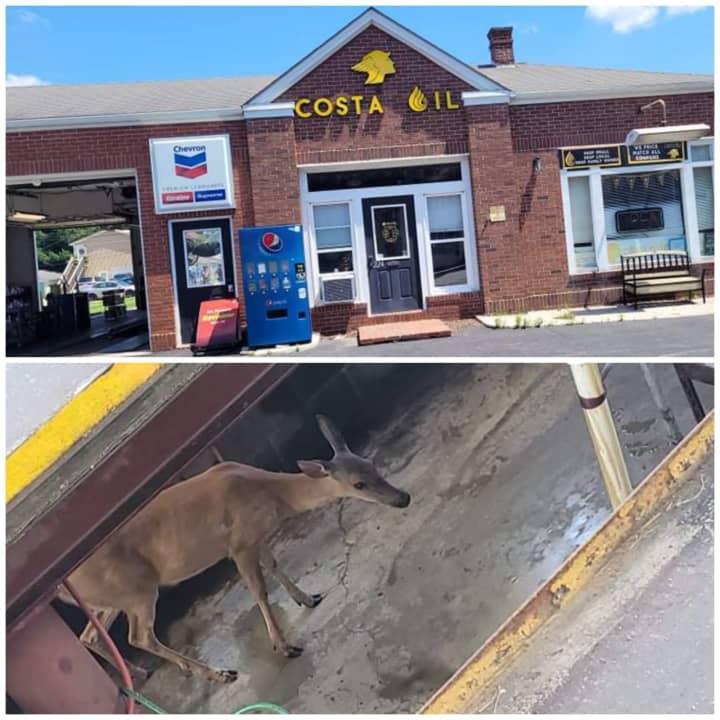 Deer trapped inside Costa Oil in Hanover, York County.