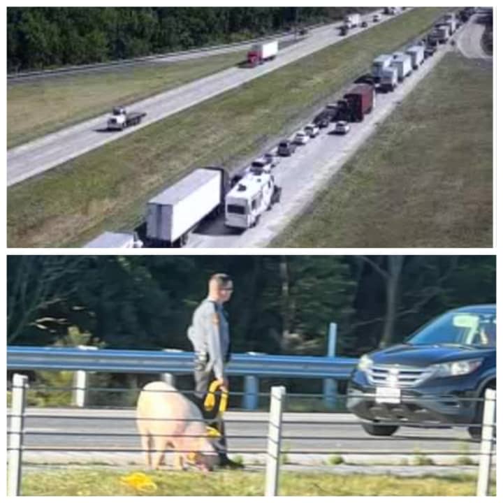 The traffic delay (top) and one of the escaped pigs with a Pennsylvania state police trooper (bottom).