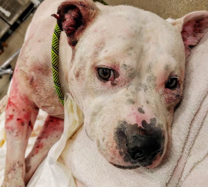 Capone, a sweet 6-year-old pit bull, was viciously attacked by his two dog siblings.