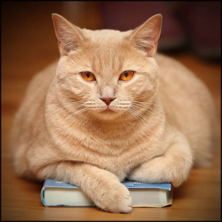 The Worcester Public Library's&nbsp;March Meowness program, which ends on April 1, has been a big success, according to the library's executive director.