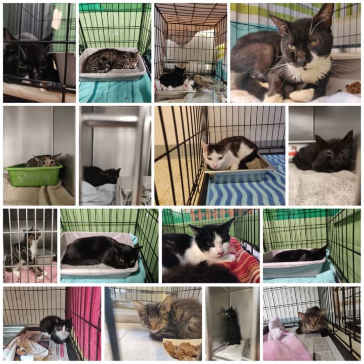 Photos of the cats posted by the Nassau County SPCA