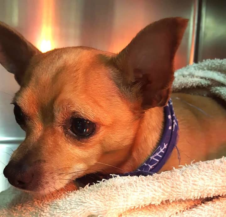 This little Chihuahua was rescued by a good Samaritan after being struck by a car on Route 312 in Brewster. He has been reunited with his owner.