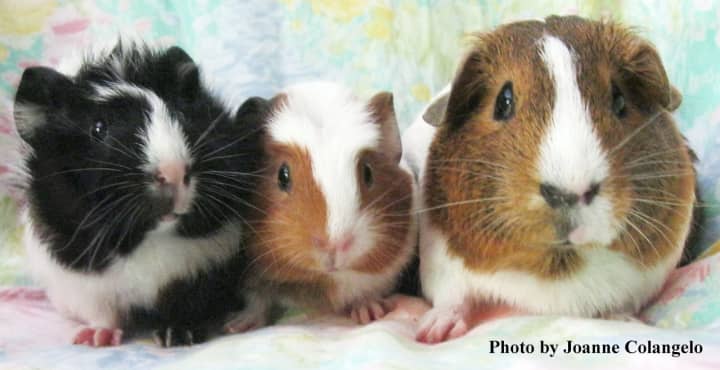 Emily, Squirt and Clover are in need of homes.