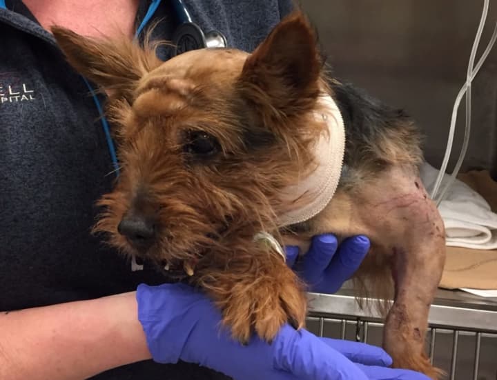 Oakland-based Ramapo-Bergen Animal Refuge, Inc. is rallying to raise funds to save Coco, a critically-injured Yorkie.