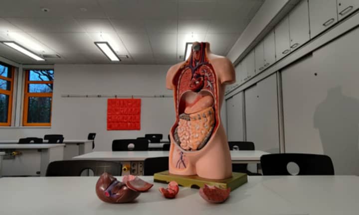 An anatomical model of the body&#x27;s organs.