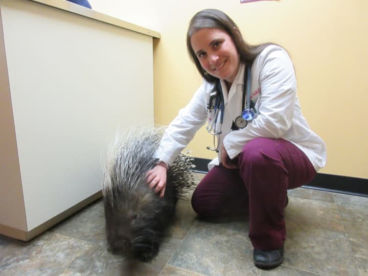 Alissa Fairlie with a porcupine she recently treated.
