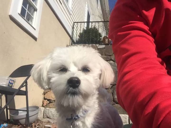 The Croton owner of Thomas, a Maltese, is looking for him.