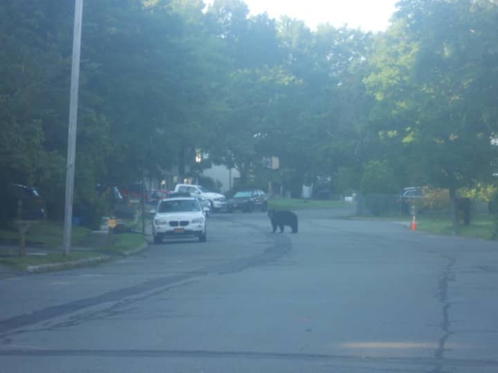 A black bear spotted in Sloatsburg on Aug. 5.