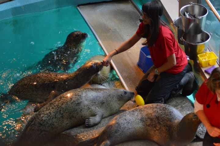 The Maritime Aquarium is one of many attractions taking part in a summer promotion.