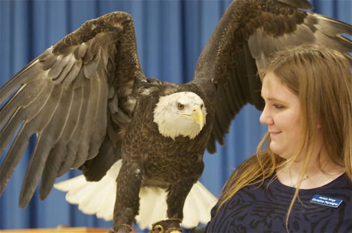 Atka the Bald Eagle spreads his wings at Sunday&#x27;s event at the Trumbull Library.