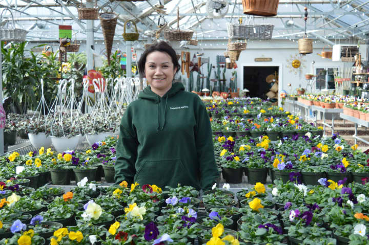 Paula Scott shows off the pansies at Twinbrook Nursery in Franklin Lakes.
