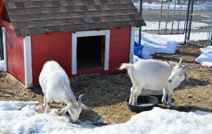 Wilma and Mildred, sister goats, on the first day of spring at Rohsler&#x27;s Allendale Nursery Monday.