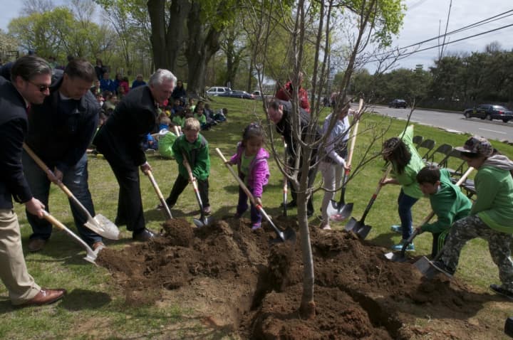 Norwalk Mayor Harry Rilling joins Arbor Day poster winners in planting a Kousa Dogwood tree at the school.