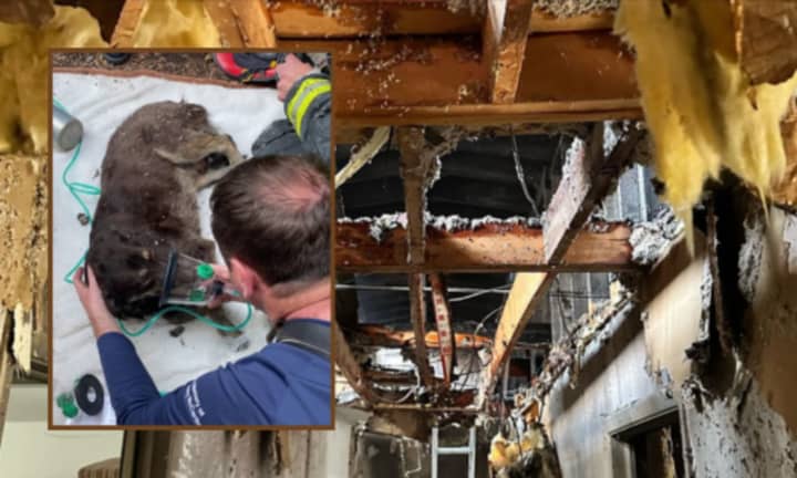 One dog was rescued and treated following a three-alarm fire at a Millis apartment complex this week