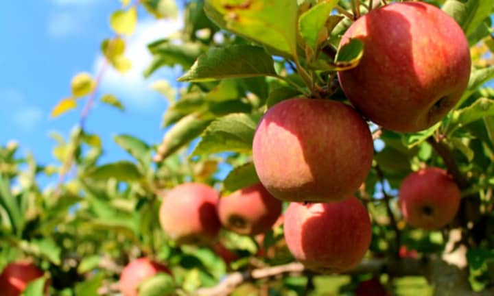 Honey Pot Hill Orchards in Stow was named one of the best places to go apple picking in the country