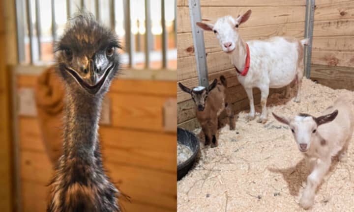 Jerry the emu (left) and a few of the goats (right) at the MSCPA&#x27;s Nevins Farm in Methuen