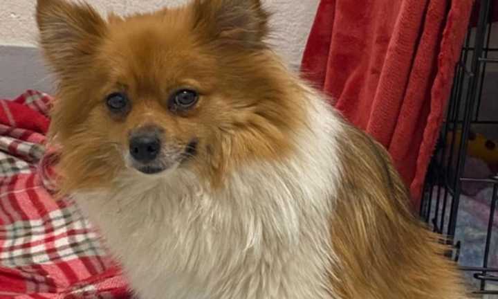 Know ME Dedham Police Seeking Owner Of Pomeranian Abandoned In