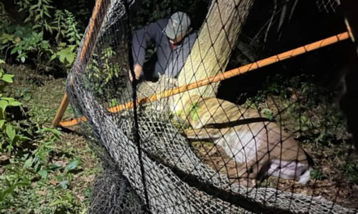 Hanover Fire rescues a deer entangled in a lacrosse net